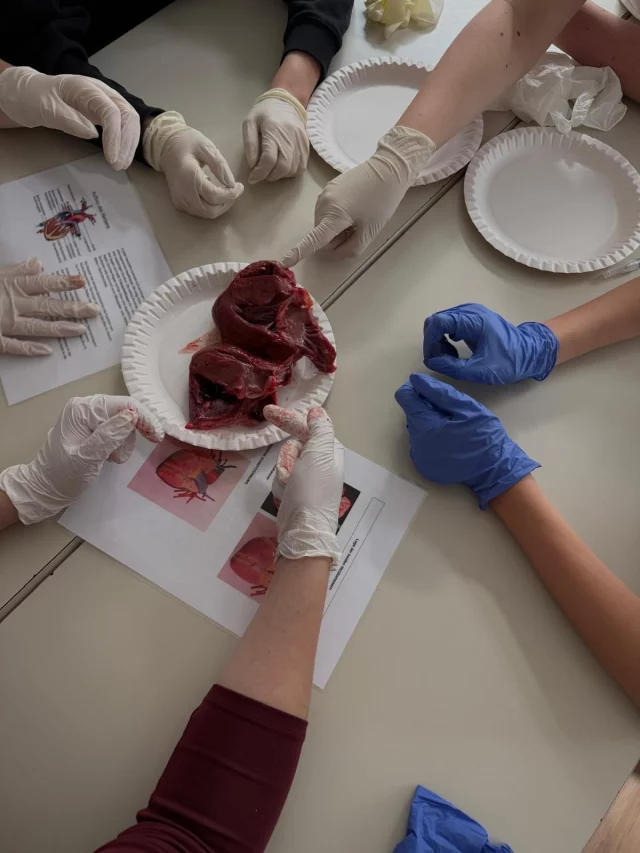 Stayin‘ alive… 💕

Students from the 3AK and 3BK classes had the opportunity to dissect a pig’s heart as part of their natural science lessons. 🫀🔍 Examining a real organ in the lab provided them with a deeper insight into how it functions. 🔬 It was a valuable hands-on experience that the students thoroughly enjoyed.

#naturalscience #englisch+ #dissection
#hak_has_oberwart